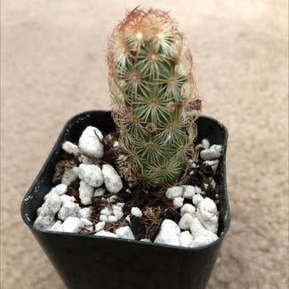 Lady Finger Cactus plant in Denver, Colorado