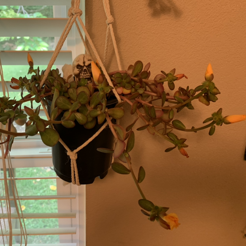 Hanging Wingpod Purslane plant with succulent leaves and yellow buds.