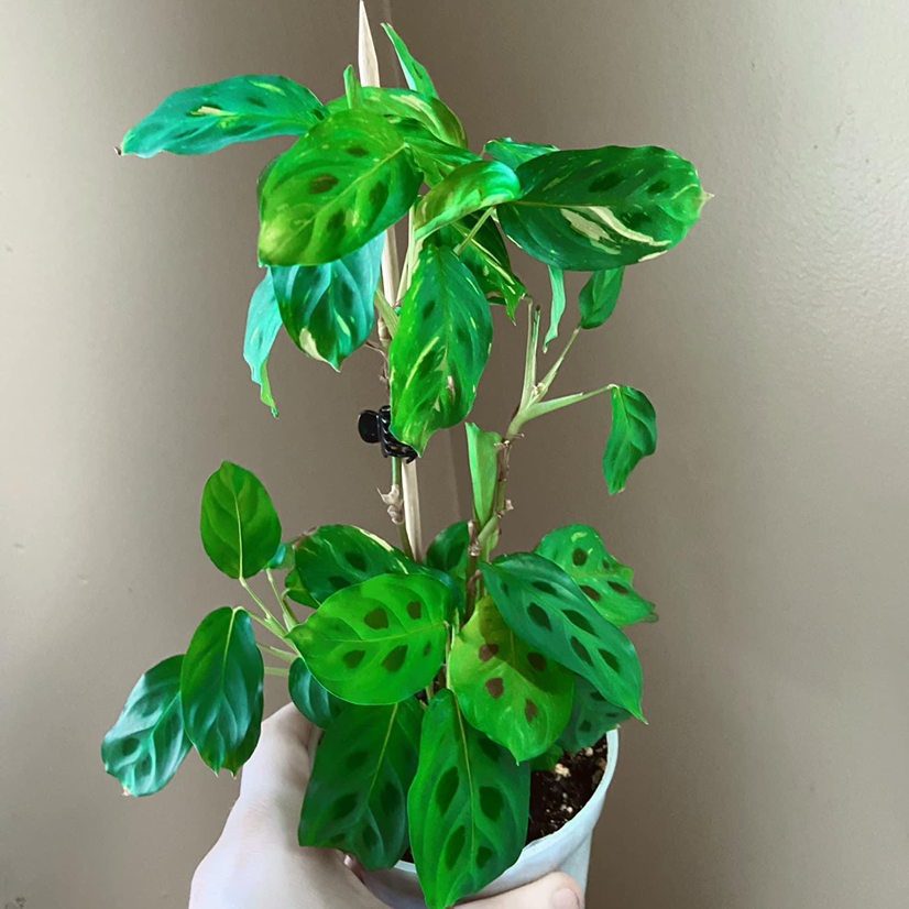 Variegated Prayer Plant with vibrant green leaves and distinctive variegation patterns.