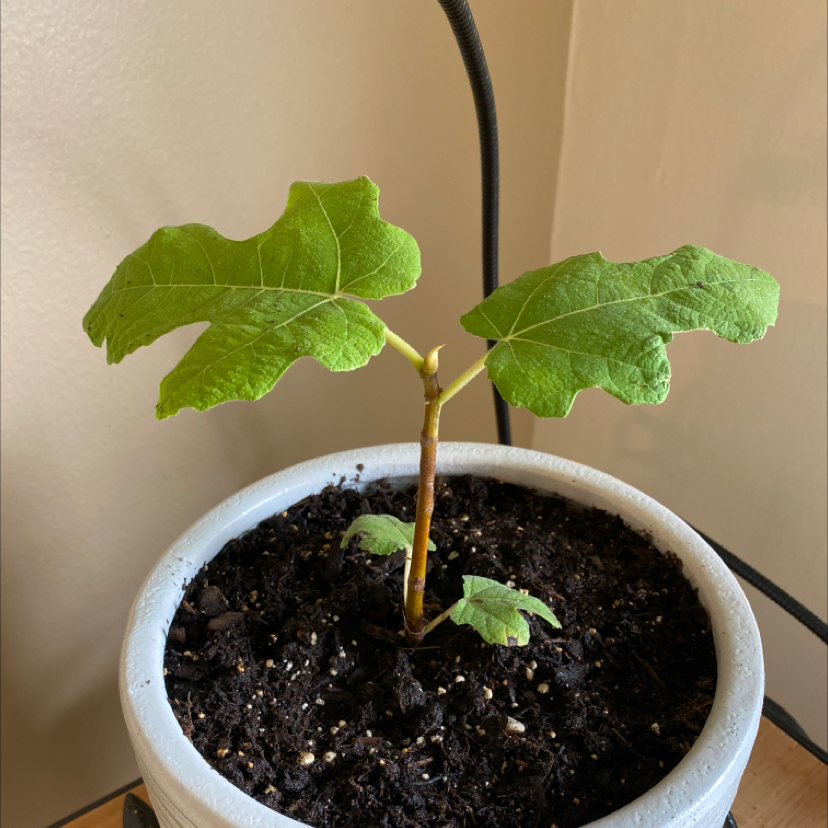 Young Brown Turkey Fig plant in a white pot with healthy green leaves.