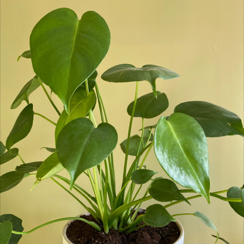 Photo of the plant species Monstera by @Cea22 named Monstera on Greg, the plant care app
