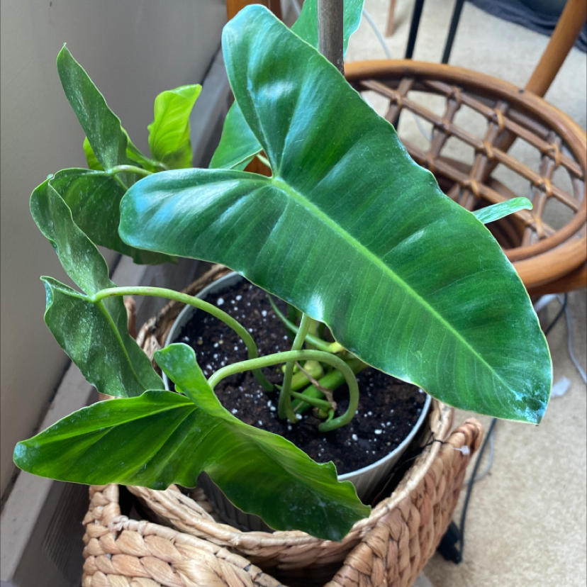 Healthy Burle Marx Variegata plant with vibrant green leaves in a pot with visible soil.