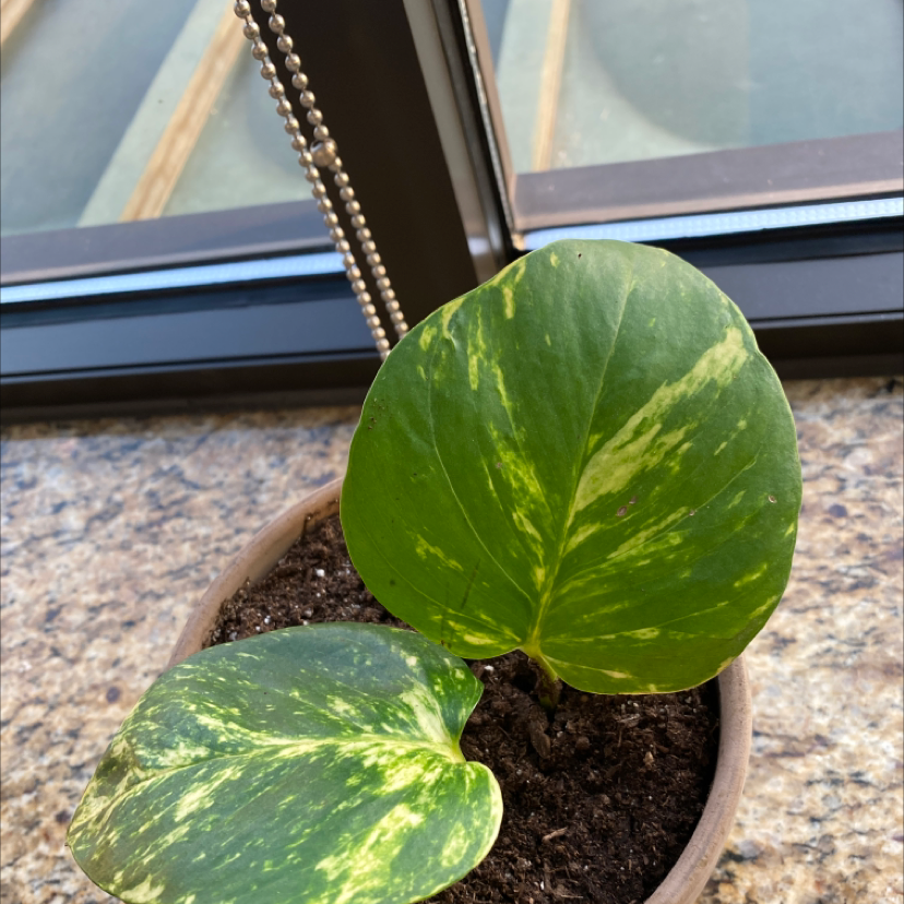 Photo of the plant species Hawaiian Pothos by @Cea22 named Lorelai on Greg, the plant care app