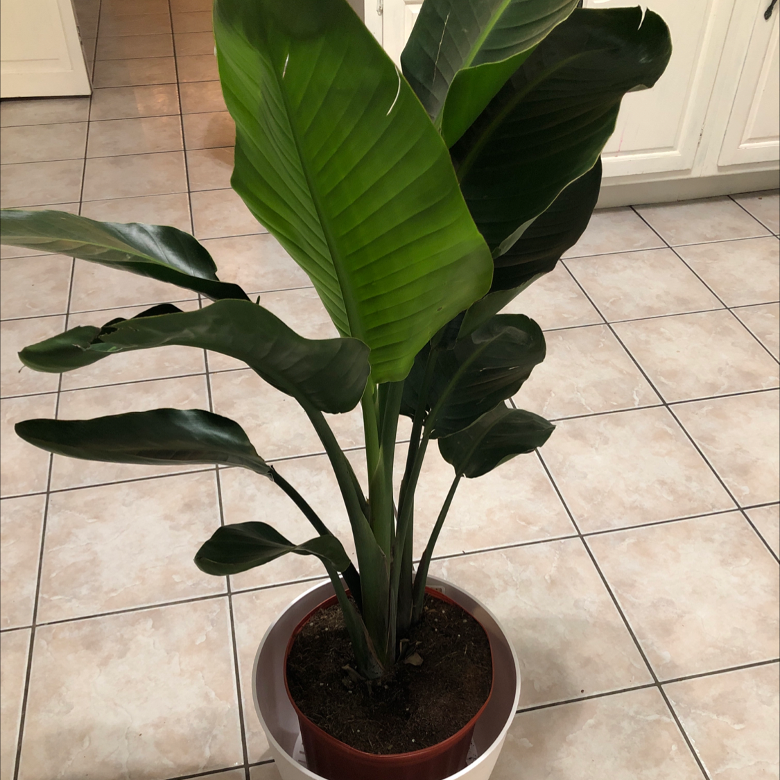 Bird of Paradise plant in a pot on a tiled floor, with large green leaves.
