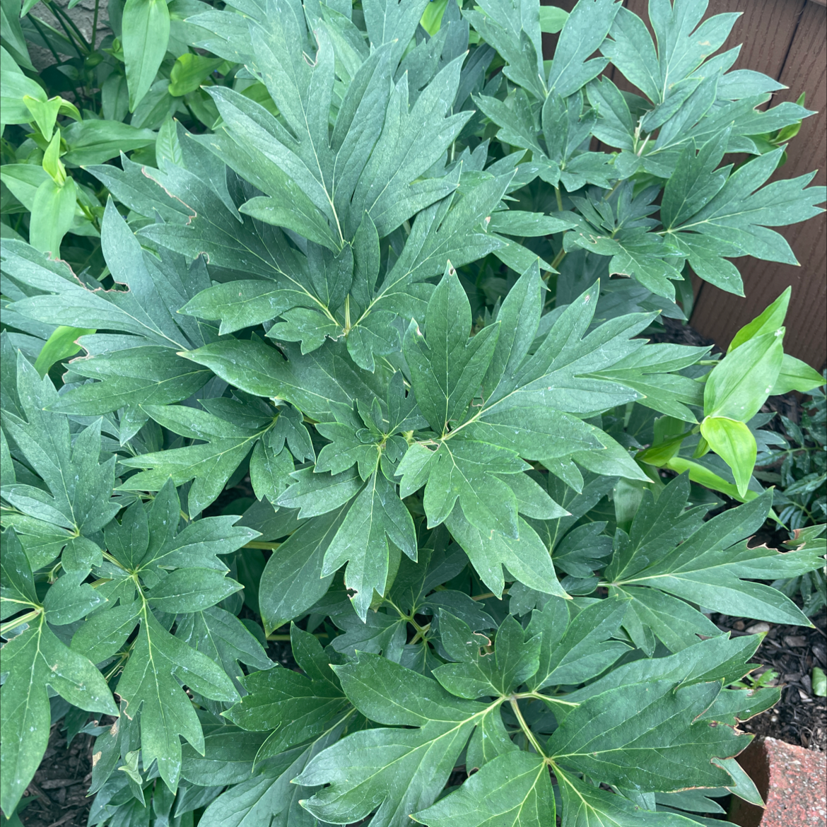 Healthy Chinese Peony plant with broad, deeply lobed green leaves.