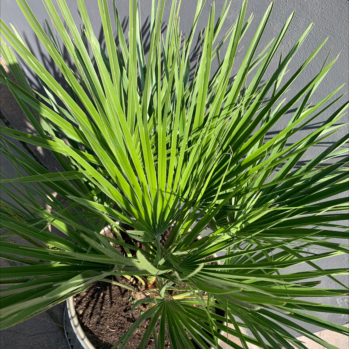 Healthy European Fan Palm with vibrant green leaves in a pot.