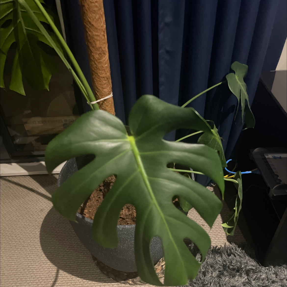 Monstera plant photo by Jess named Your plant on Greg, the plant care app.