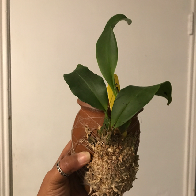 Photo of the plant species Thecopus Orchid by @TorrieB named Flower on Greg, the plant care app