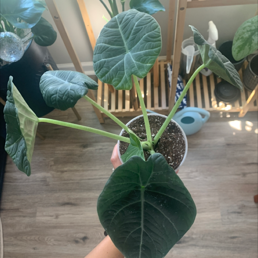Photo of the plant species Alocasia 'Maharani' by @Corndog named Toothless on Greg, the plant care app