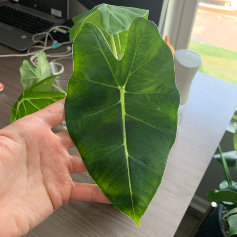 Photo of the plant species Alocasia 'Frydek' by @Corndog named Ele on Greg, the plant care app