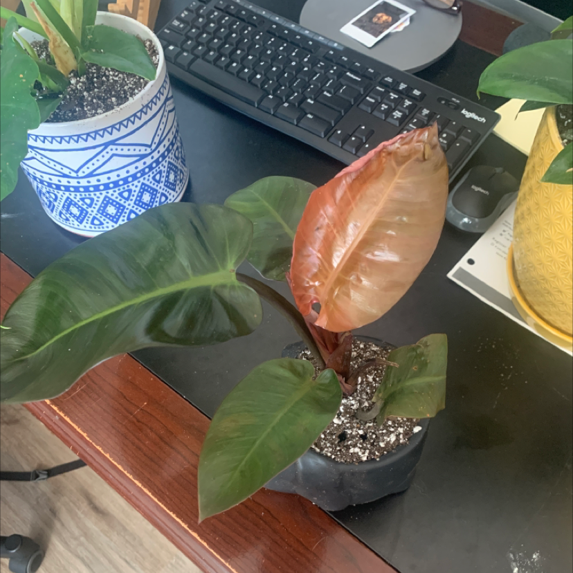 Philodendron 'Black Cardinal' plant with healthy leaves and a new reddish-brown leaf emerging, potted in soil on a desk.