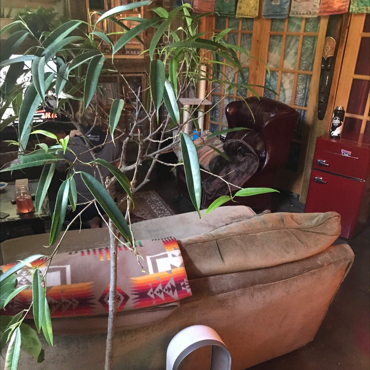 Indoor Ficus Alii plant with long, narrow leaves in a living room setting.