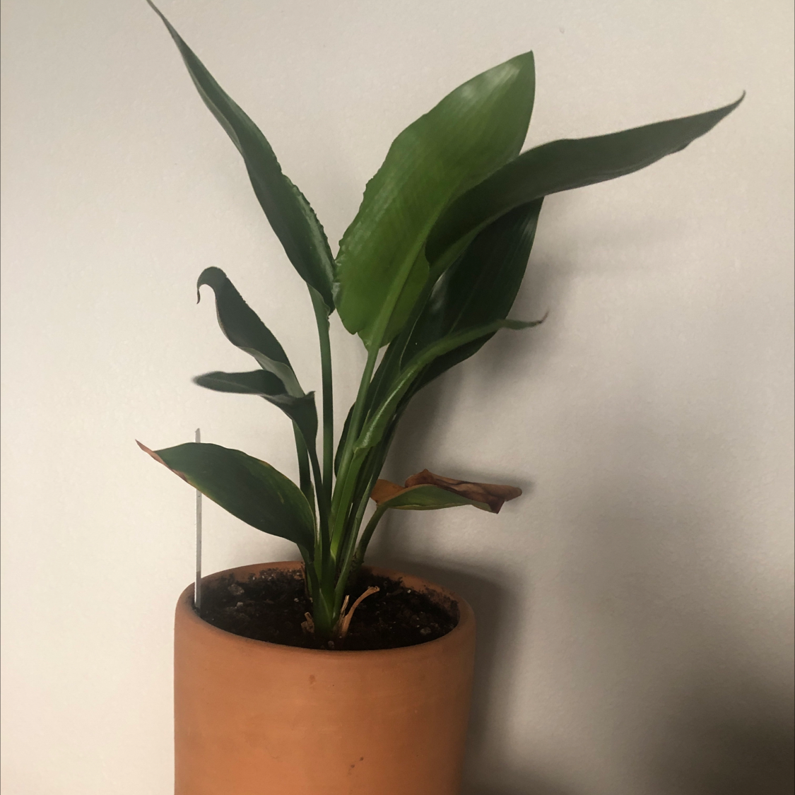 Bird of Paradise plant in a terracotta pot with some browning on leaf edges.