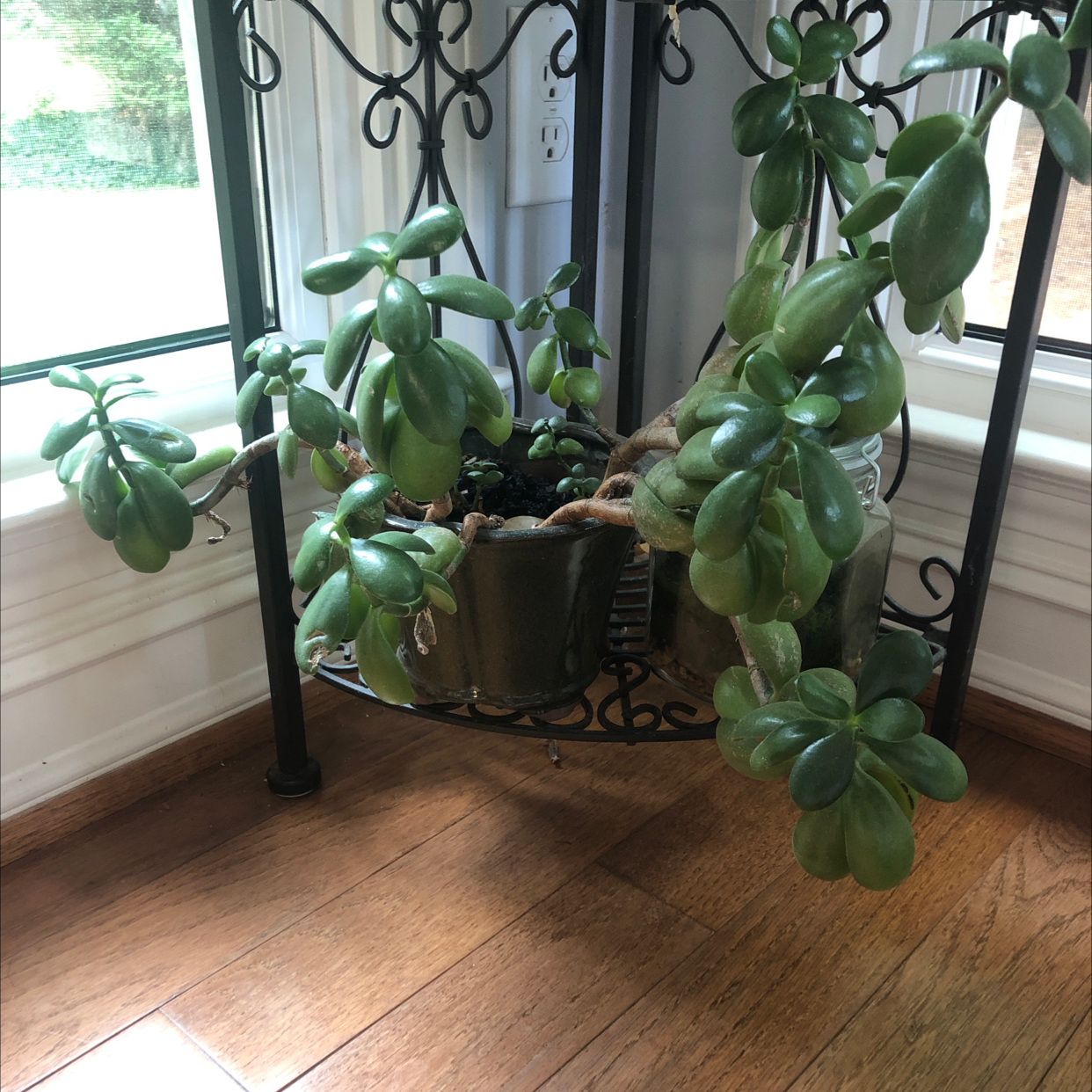 Lucky Plant plant photo by @Abby_m named Jade on Greg, the plant care app.