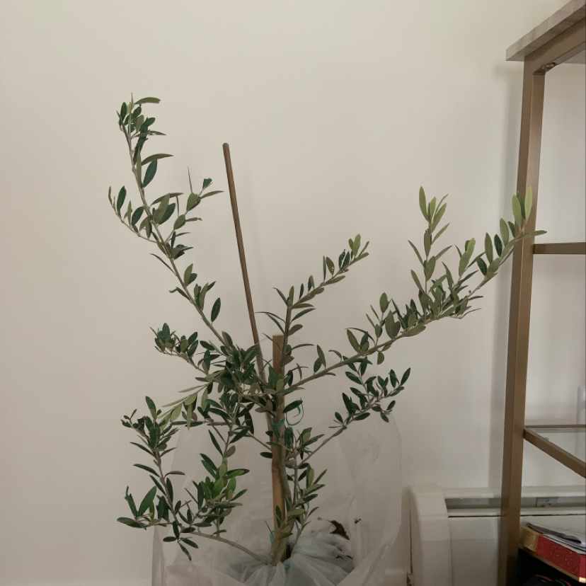 Olive Tree with healthy green leaves, potted and supported by a stake in an indoor setting.
