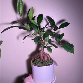 Ficus Ginseng plant in Somewhere on Earth