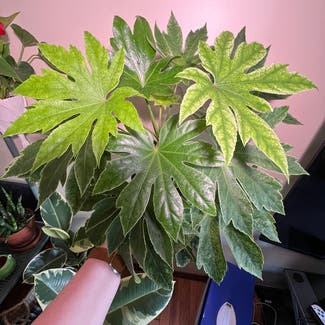 Fatsia Plant plant in Somewhere on Earth