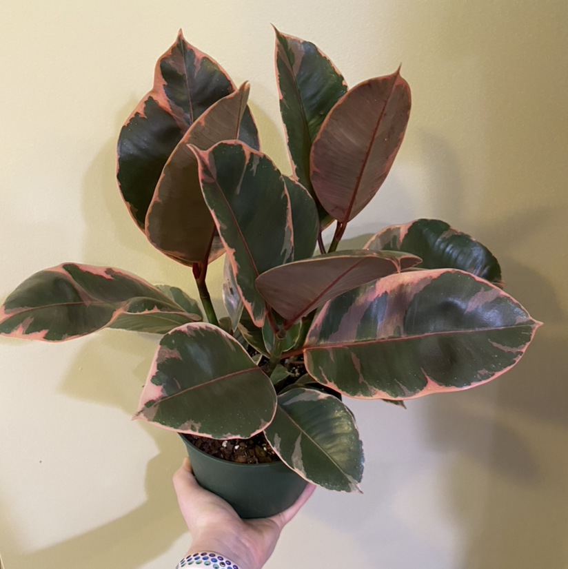 Photo of the plant species Ficus 'Ruby' by @plantginger named Judy on Greg, the plant care app