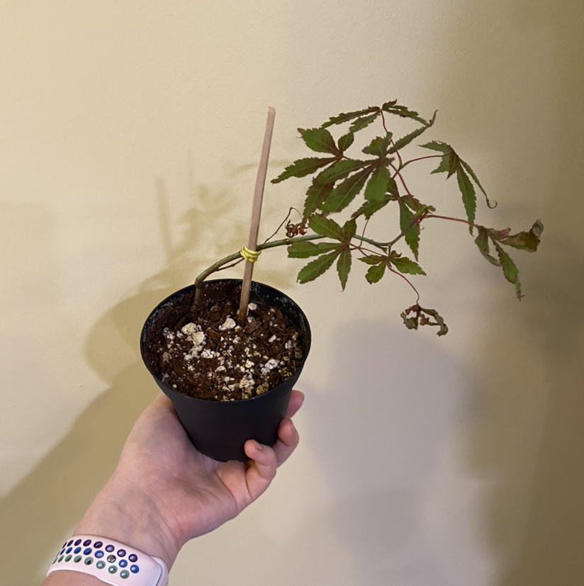 Photo of the plant species Japanese Maple by @plantginger named Baby Japanese Maple on Greg, the plant care app