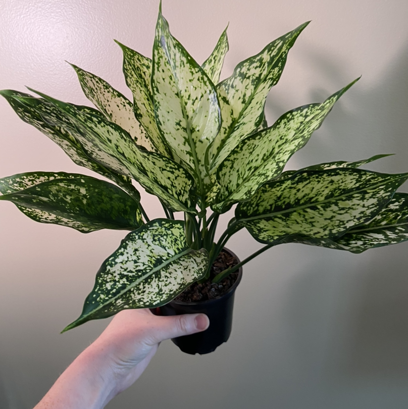 Photo of the plant species Aglaonema 'Spring Snow' by @plantginger named Bianca on Greg, the plant care app