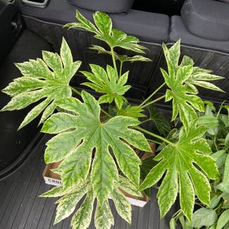 Fatsia Plant plant in Somewhere on Earth
