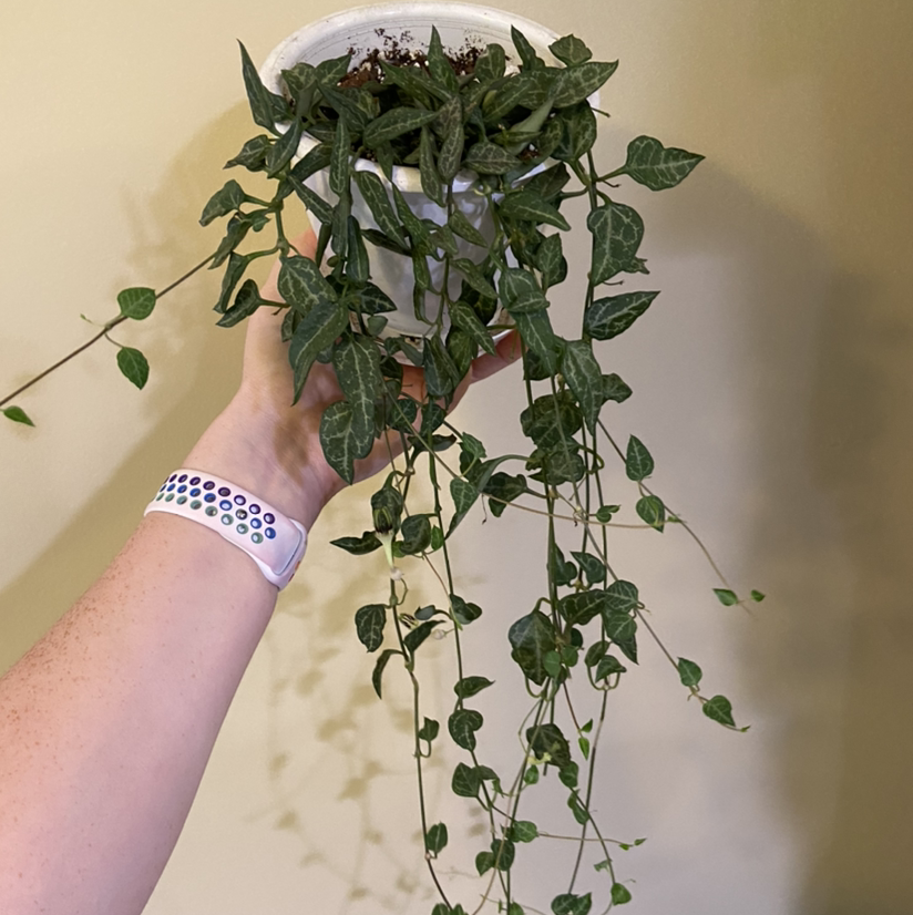 Photo of the plant species String of Spades by @plantginger named David Spades on Greg, the plant care app