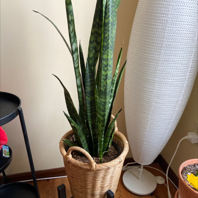 Snake Plant plant photo by @plantginger named Connie on Greg, the plant care app.