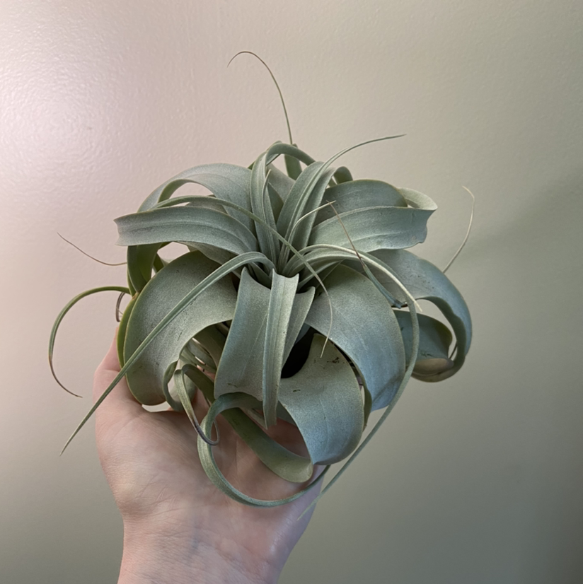 Photo of the plant species Tillandsia Xerographica by @plantginger named Big curly on Greg, the plant care app