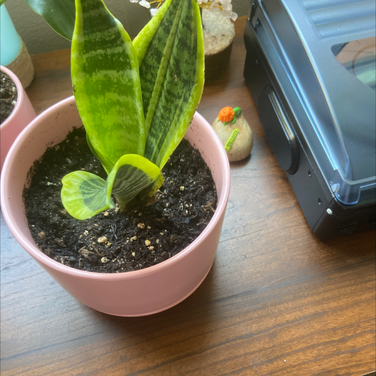 Snake Plant plant photo by Cathy named Your plant on Greg, the plant care app.