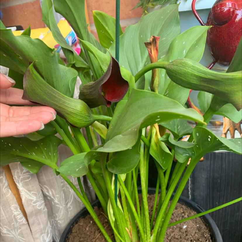 Calla Lily plant photo by @AnutiPop named Lilitas on Greg, the plant care app.