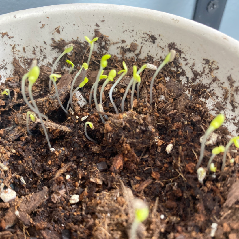 Photo of the plant species Montauk daisy by @Claudiahitzeman named Ronaldo on Greg, the plant care app