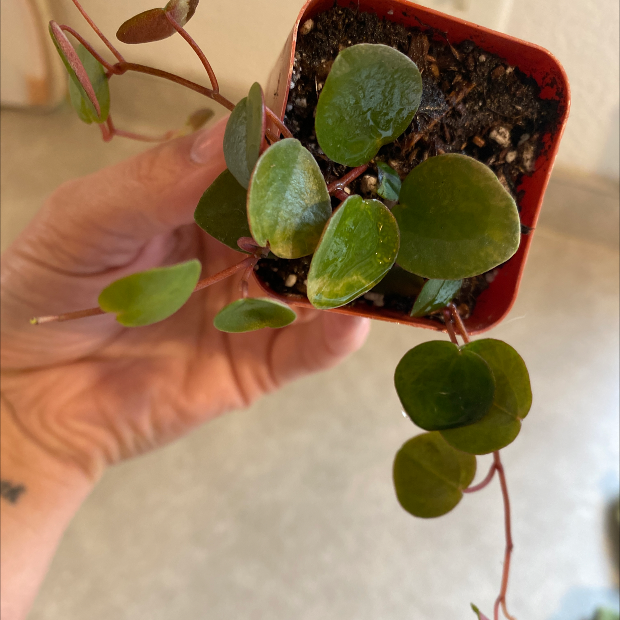 Photo of the plant species Peperomia 'Ruby Cascade' by @MeganLaine named Ronaldo on Greg, the plant care app
