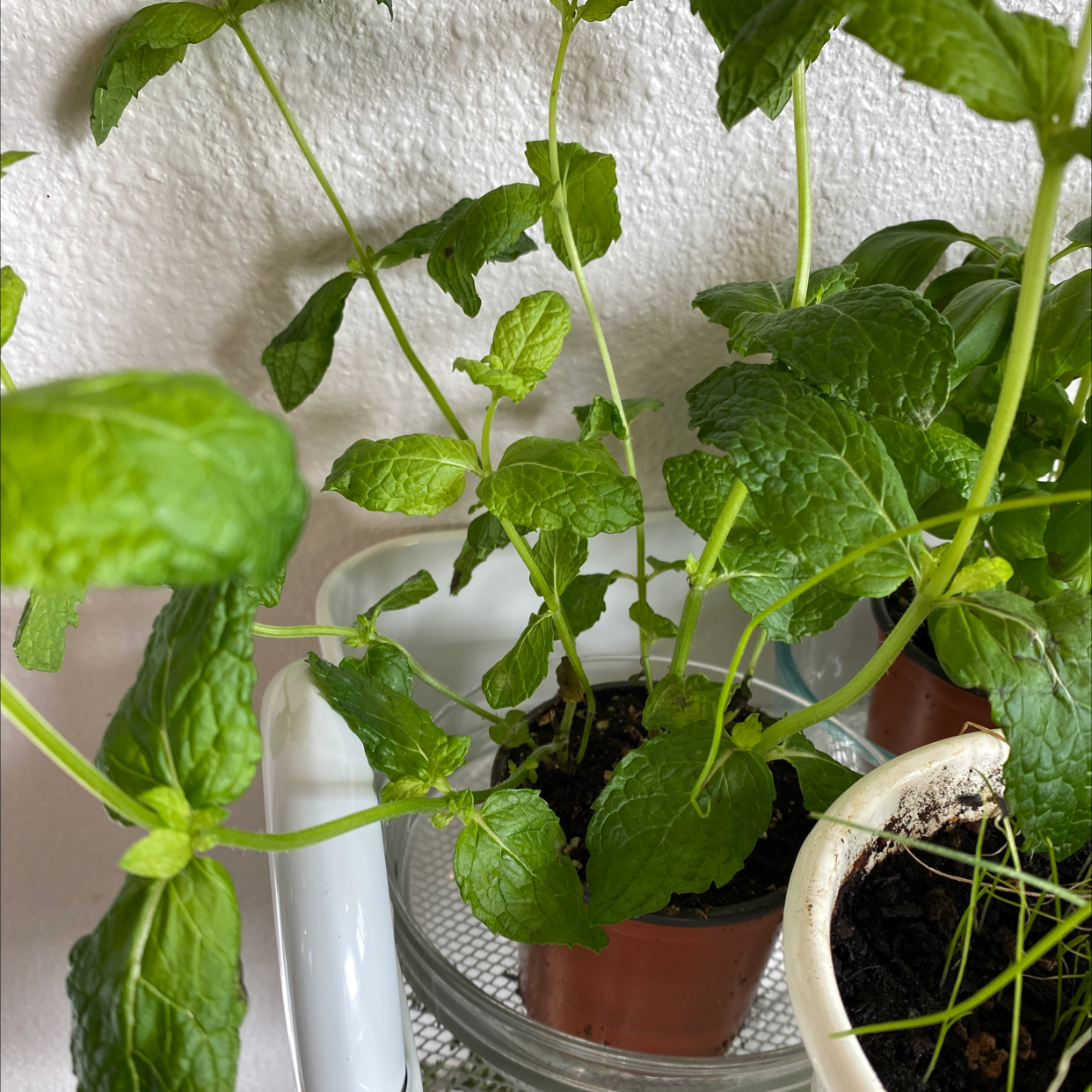 Potted spearmint plant with green leaves, visible soil, and no signs of disease.