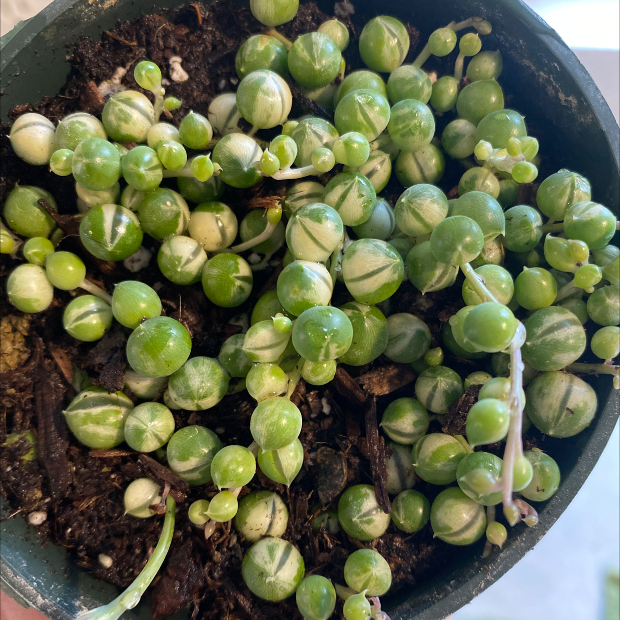 Variegated String of Pearls plant in a pot with visible soil.