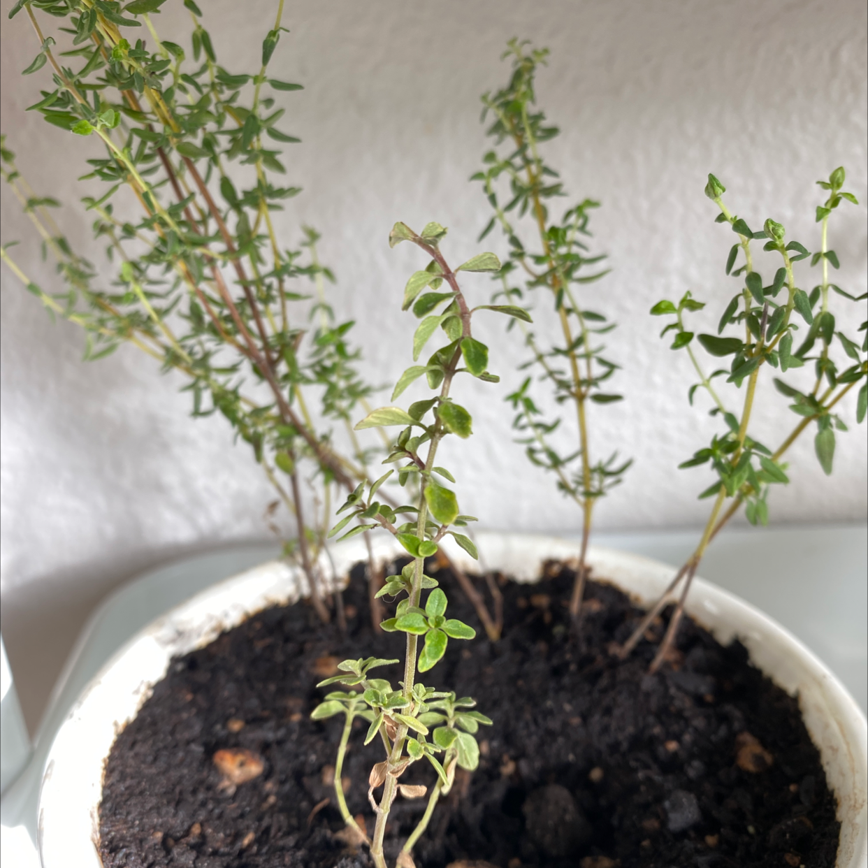 A healthy potted oregano plant with many upright stems and small green leaves, growing in dark soil in a white ceramic pot.