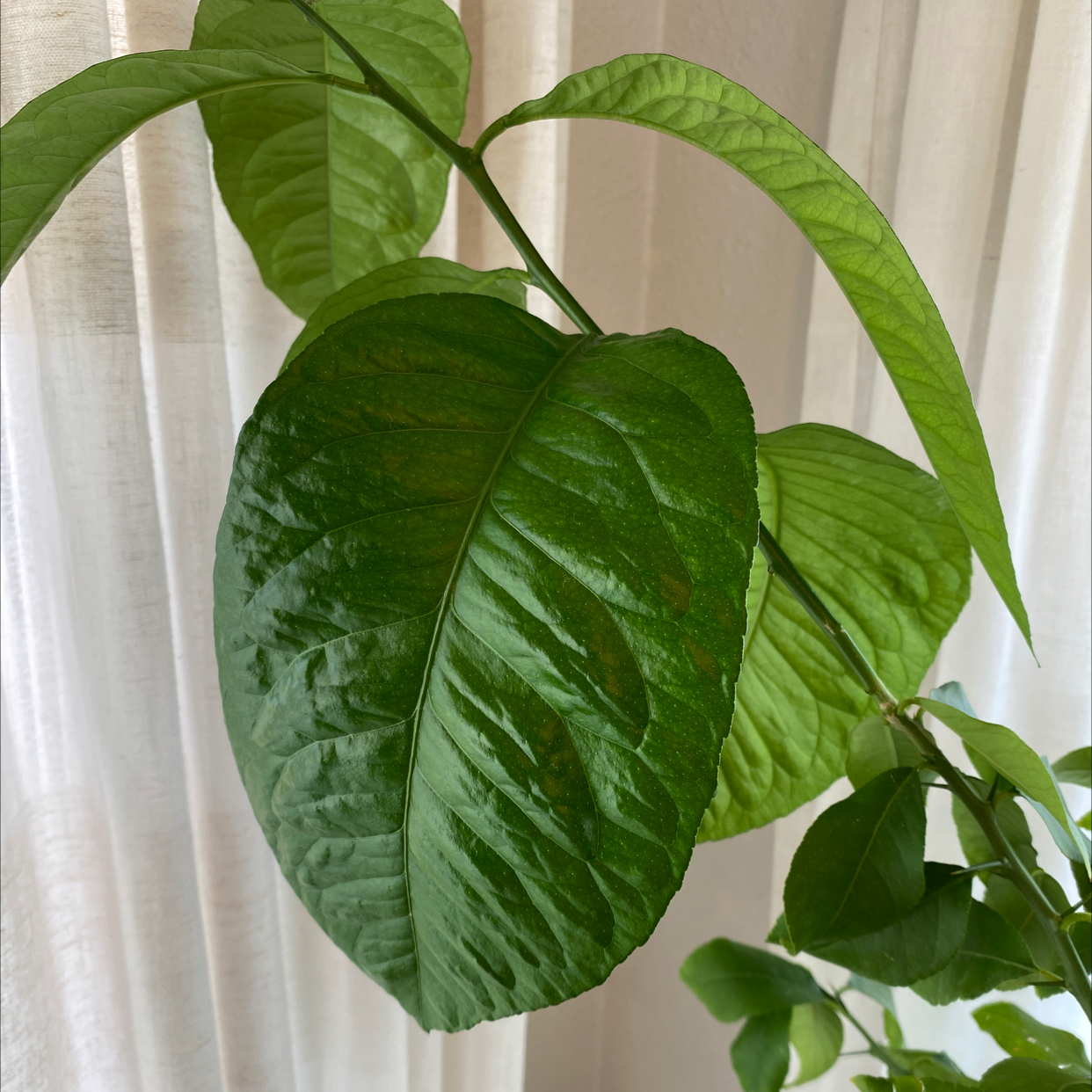 Healthy, glossy green leaves of a Meyer lemon tree against a light curtain background.
