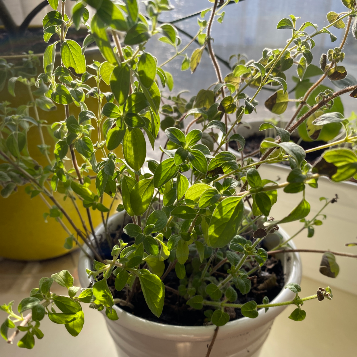 A healthy potted oregano plant with lush green leaves, centered in the frame and in focus.