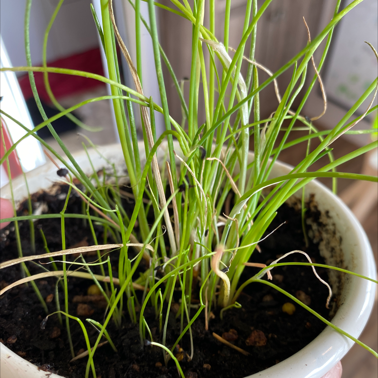 Potted Wild Chives plant with some browning leaf tips and visible soil.
