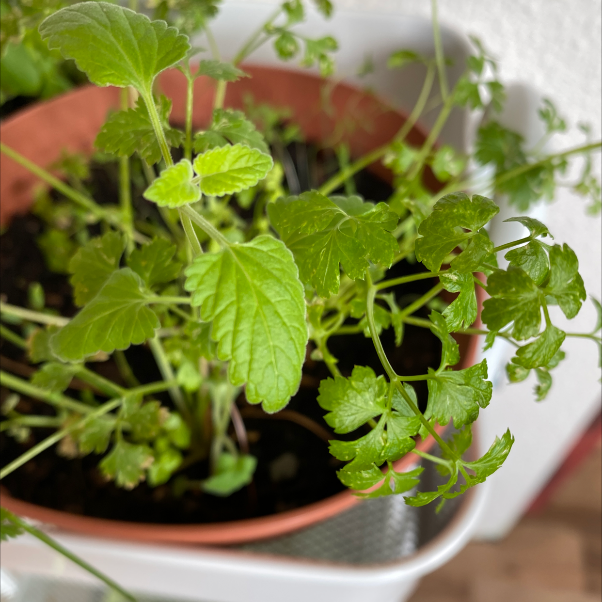 Potted Italian Parsley plant with green leaves, healthy and well-framed.