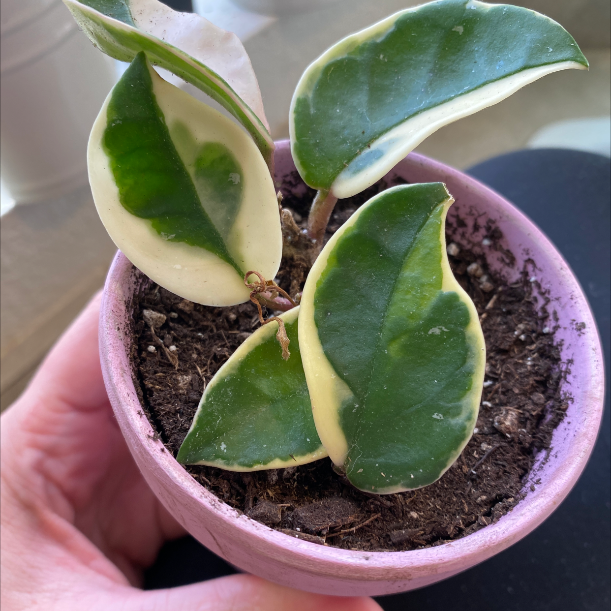 Hoya Carnosa Tricolor plant in a pink pot with variegated leaves, held by a hand.