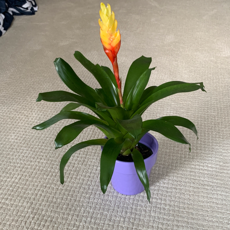 Urn Plant (Bromeliad) in a purple pot with vibrant green leaves and a colorful flower spike.