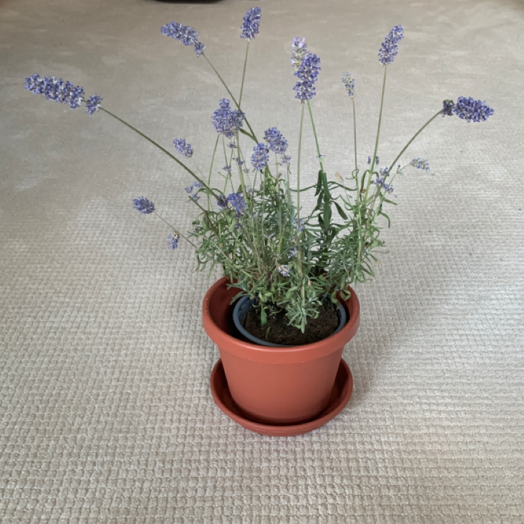 Potted English Lavender plant with blooming flowers, healthy green leaves, and visible soil.