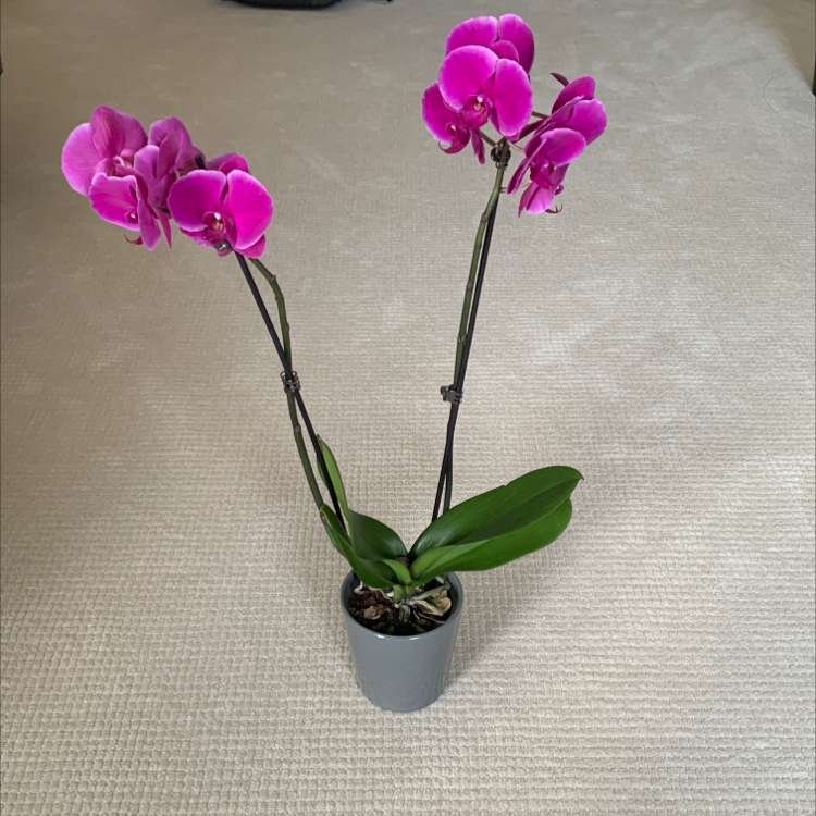 Moon Orchid with vibrant purple flowers in a pot, well-framed and in focus.