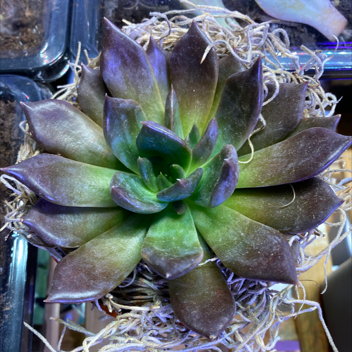 Image of a healthy Echeveria 'Black Prince' succulent with dark purple leaves in a rosette pattern.