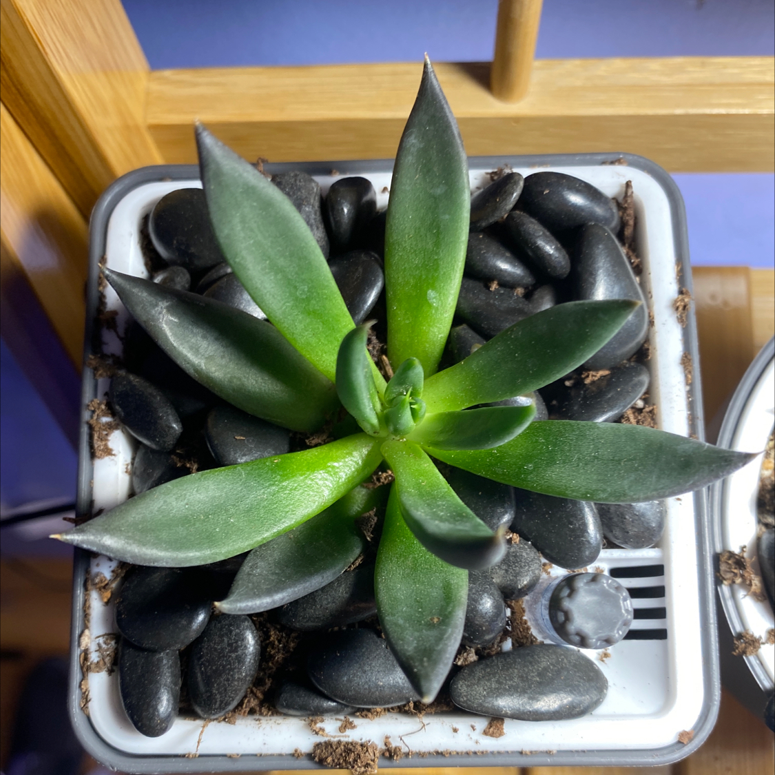 Photo of the plant species Echeveria 'Black Knight' by @Twilight1c386466 named Rainier on Greg, the plant care app