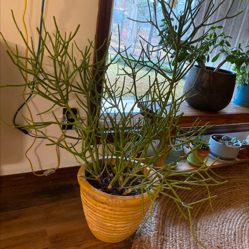 Pencil Cactus (Euphorbia tirucalli) in a yellow pot indoors near a window.