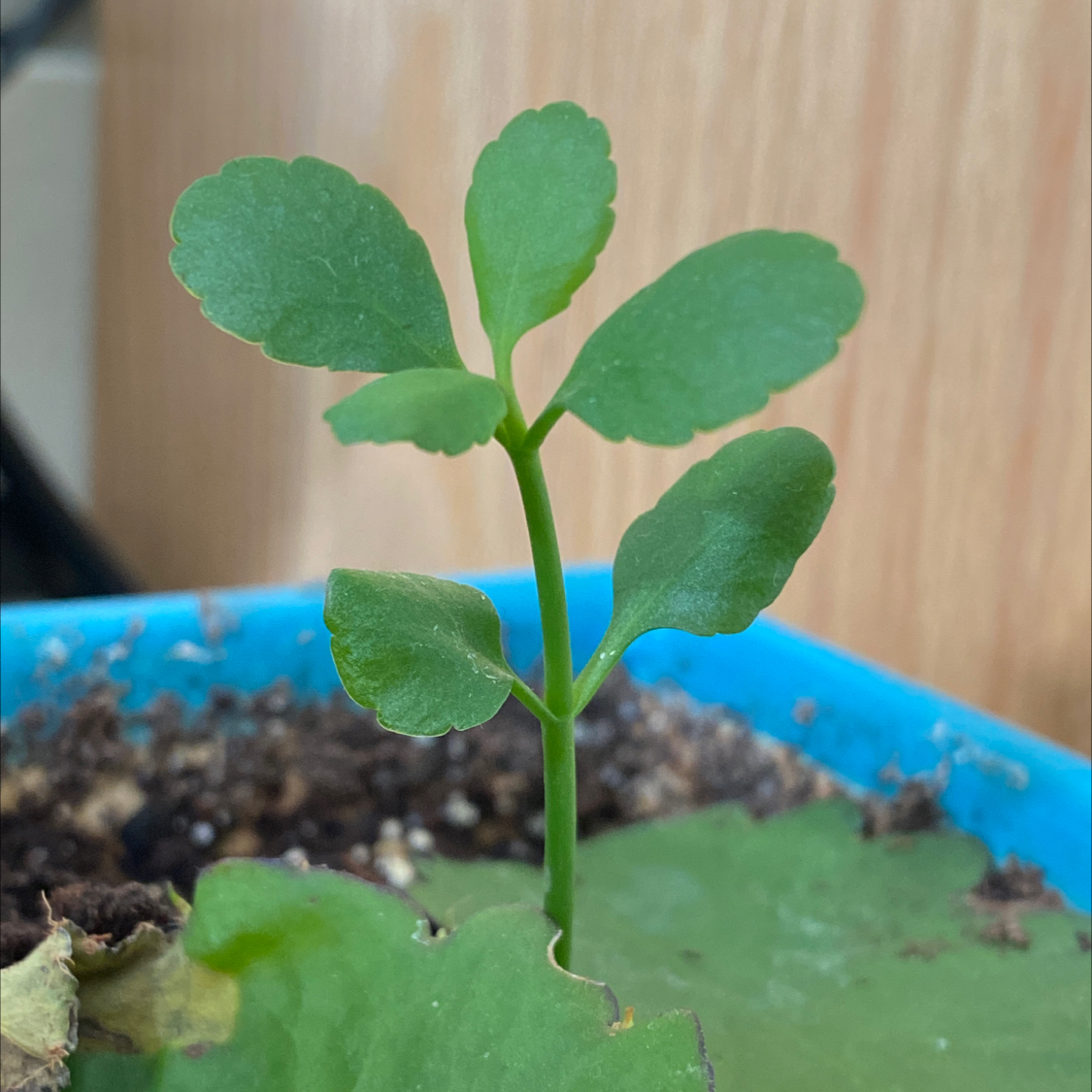 Healthy young cathedral bells seedling with green heart-shaped leaves growing in blue plastic container filled with soil.