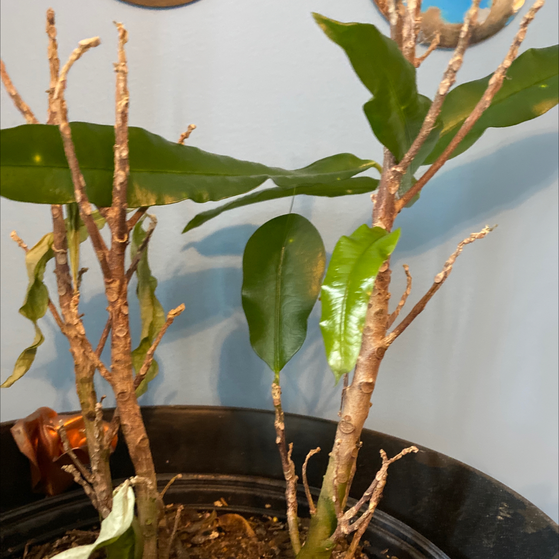 Croton 'Petra' plant photo by @ren990 named Nemo on Greg, the plant care app.