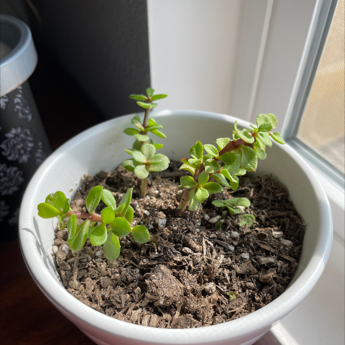 Elephant Bush plant photo by Spencer named Liliput on Greg, the plant care app.