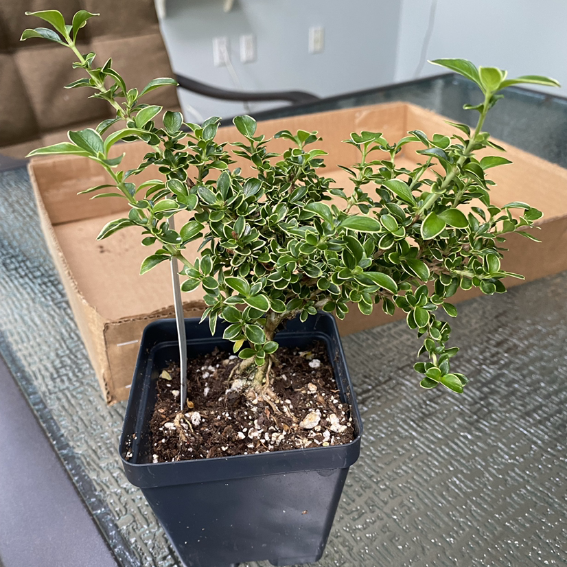 Potted Snowrose plant with healthy green leaves on a glass table.